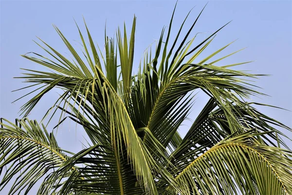 Natural View Palm Tree — Stock Photo, Image