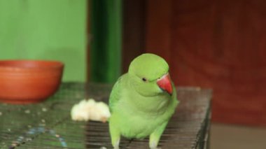 Güzel yeşil papağan Kuş kafesinde duruyor, Evcil Papağan