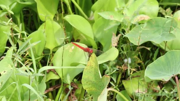 Grasshopper Flying Sitting Grass — Stock Video