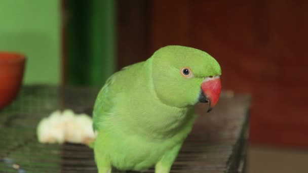 Hermoso Loro Verde Pie Jaula Del Pájaro Loro Mascota — Vídeos de Stock