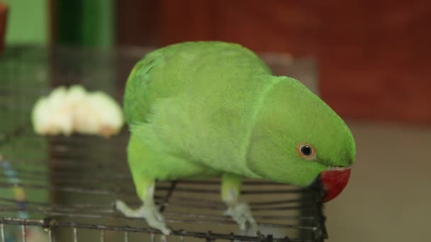 Hermoso Loro Verde Pie Jaula Del Pájaro Loro Mascota — Vídeos de Stock