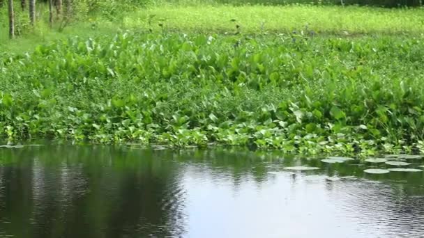 Textura Orgânica Waterlily Planta Aquática Grama Lago Lagoa — Vídeo de Stock