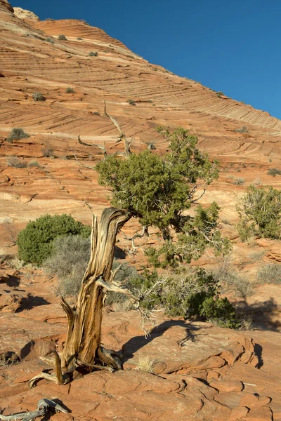 Butte de coiote, penhasco de vermelhão, Arizona — Fotografia de Stock