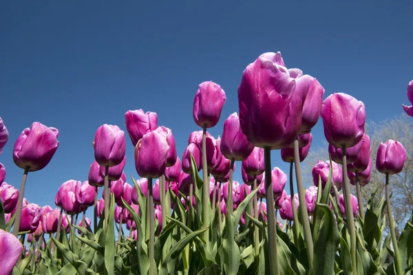 Tulip culture, Holland — Stock Photo, Image