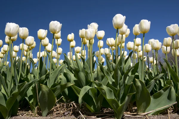 Tulip culture, Holland — Stock Photo, Image