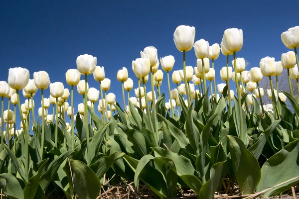 Tulip culture, Holland — Stock Photo, Image