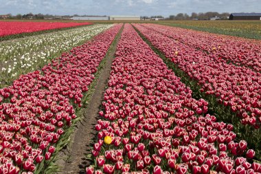 Lale kültürü, Hollanda