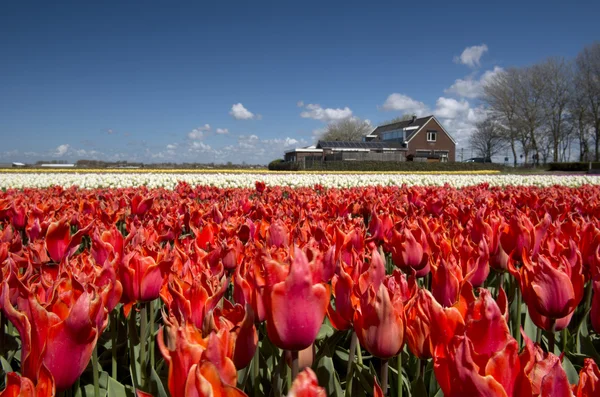 Tulipán kultura, Holandsko — Stock fotografie