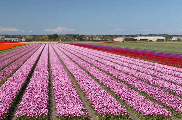 Cultura del tulipano, Olanda — Foto Stock