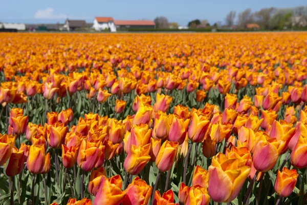 Cultura del tulipano, Olanda — Foto Stock