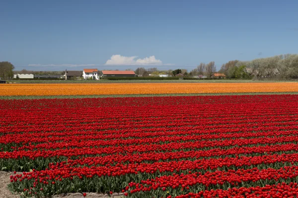 Tulip kultur, Holland — Stockfoto