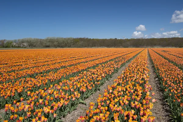 Tulip culture, Holland — Stock Photo, Image