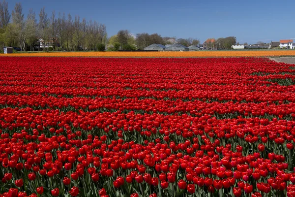 Cultura del tulipano, Olanda — Foto Stock