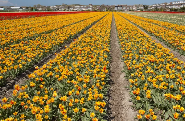 Cultura del tulipano, Olanda — Foto Stock