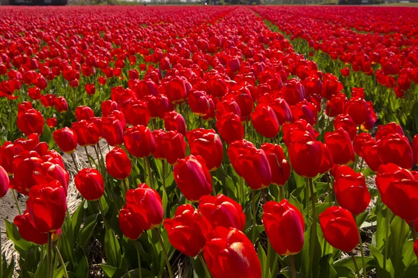 Tulpenkultur, Holland — Stockfoto