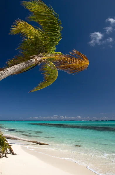 Shoal bay beach — Zdjęcie stockowe