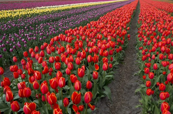 Cultura del tulipano — Foto Stock