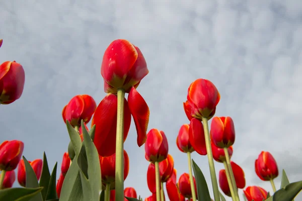 Tulpenkultur — Stockfoto