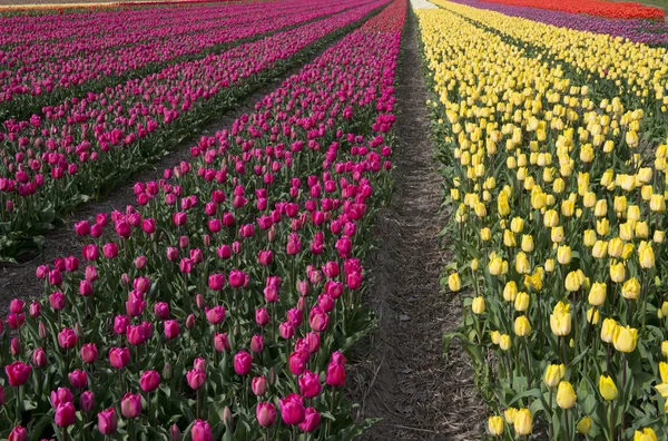 Tulipán kultura — Stock fotografie