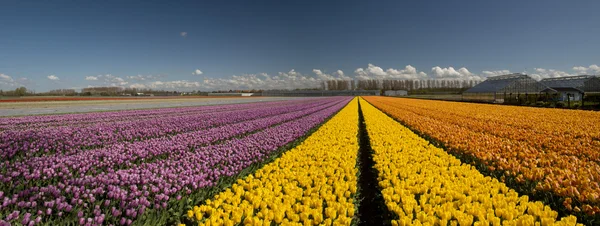 Tulpenkultur — Stockfoto