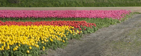 Tulpenkultur — Stockfoto