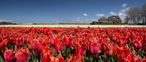 Tulip culture — Stock Photo, Image