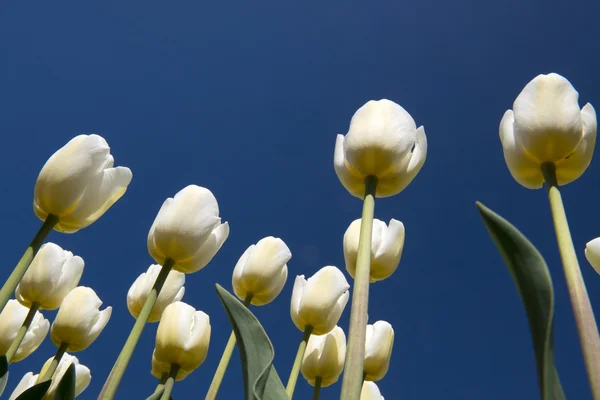 Tulpenkultur — Stockfoto