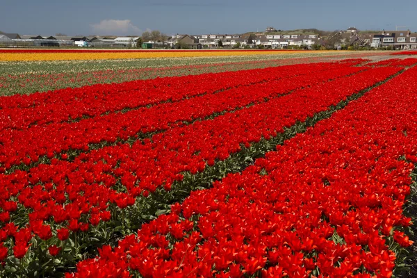 Cultura del tulipano — Foto Stock