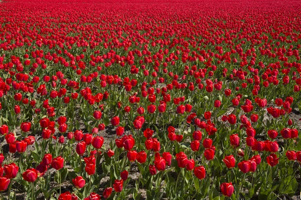 Cultivo de tulipán — Foto de Stock