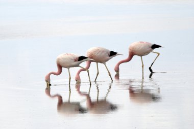 Atacama Çölü Flamingo'da