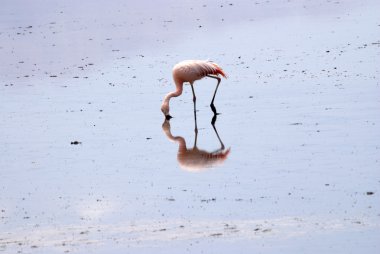 Atacama Çölü Flamingo'da