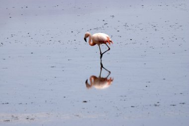 Atacama Çölü Flamingo'da