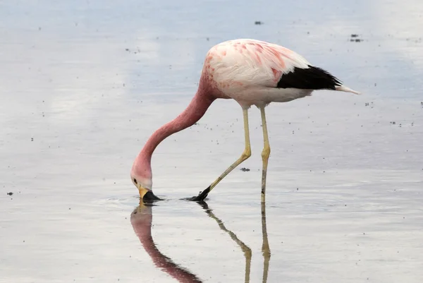 Flamingo at Atacama desert — Stock Photo, Image