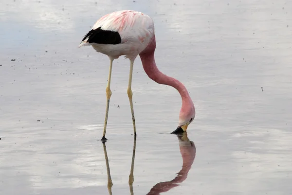 Flamingo in der Atacama-Wüste — Stockfoto