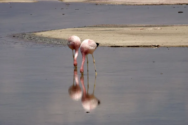 Flamingo at Atacama desert — Stock Photo, Image