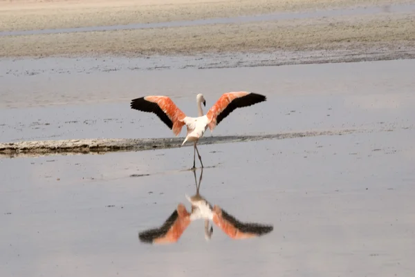 Flamingo in der Atacama-Wüste — Stockfoto