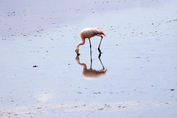 Flamingo in der Atacama-Wüste — Stockfoto