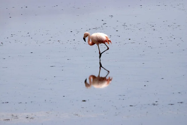 Flamingo at Atacama desert — Stock Photo, Image
