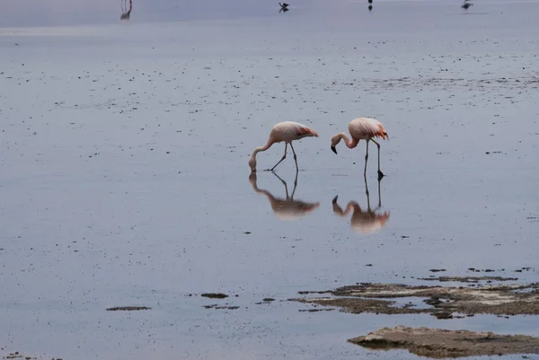 Flamingo in der Atacama-Wüste — Stockfoto