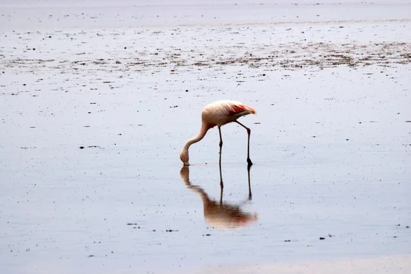 Flamingo at Atacama desert — Stock Photo, Image