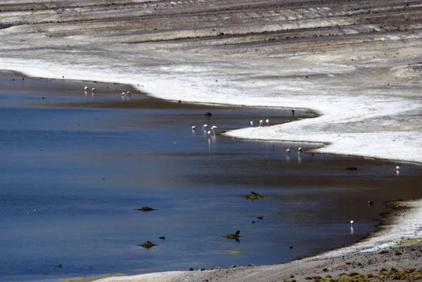 Flamingo az Atacama sivatagban — Stock Fotó