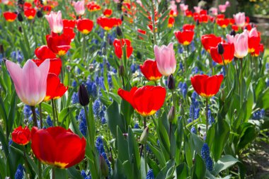 Lale alan Hollanda Kuzey