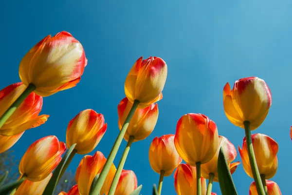 Tulpenfeld im Norden der Niederlande — Stockfoto