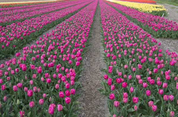 Lale kültür, Kuzey Hollanda — Stok fotoğraf