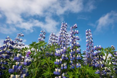 Lupins