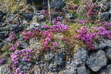 İzlanda kır çiçeği