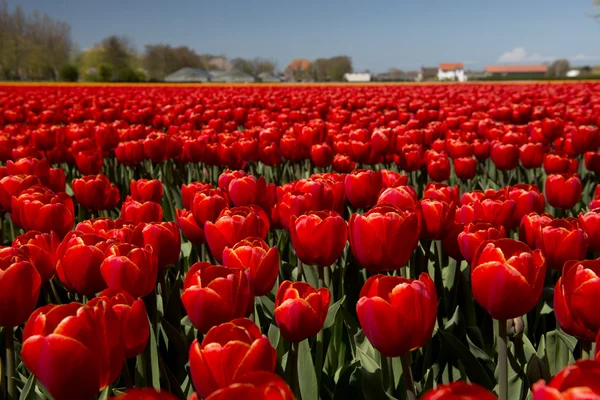 Tulipán kultura, Severní Holandsko — Stock fotografie