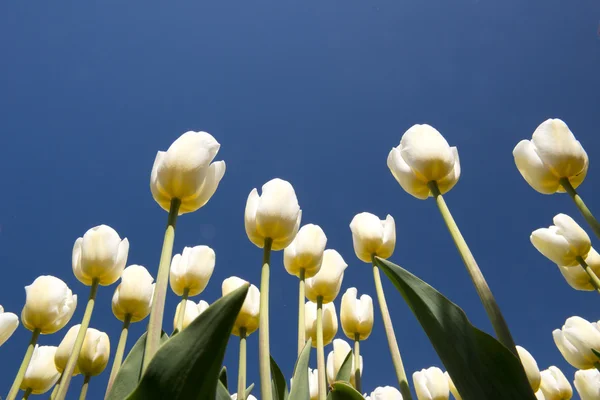 Tulpenkultur, Nordholland — Stockfoto