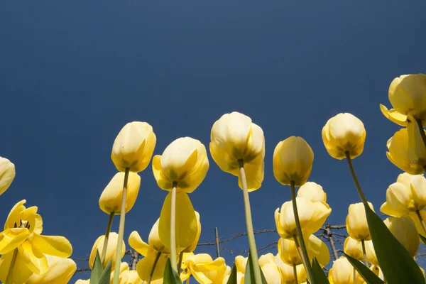 Tulip Culture,  North Holland — Stock Photo, Image