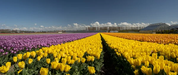 Tulipán kultura, Severní Holandsko — Stock fotografie